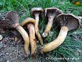 Chroogomphus rutilus-amf848